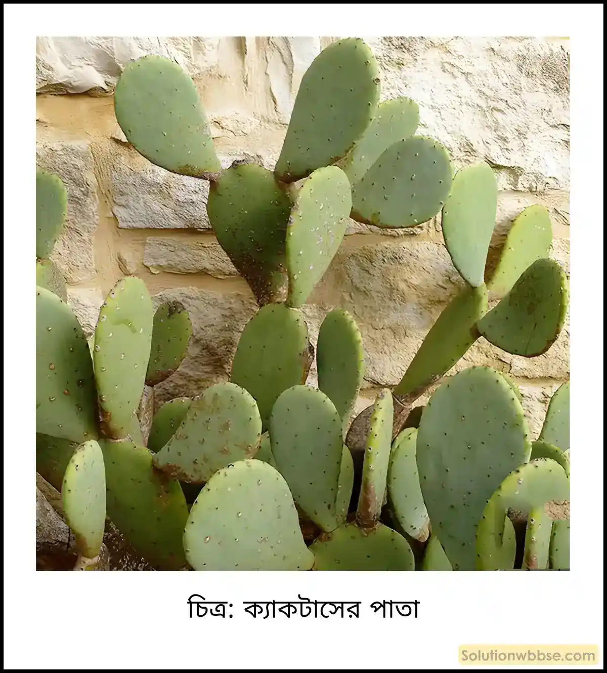 নবম শ্রেণী জীবনবিজ্ঞান - জৈবনিক প্রক্রিয়া - উদ্ভিদ শারীরবিদ্যা - বাষ্পমোচন - সংক্ষিপ্ত প্রশ্ন ও উত্তর 2 ক্যাকটাসের পাতা