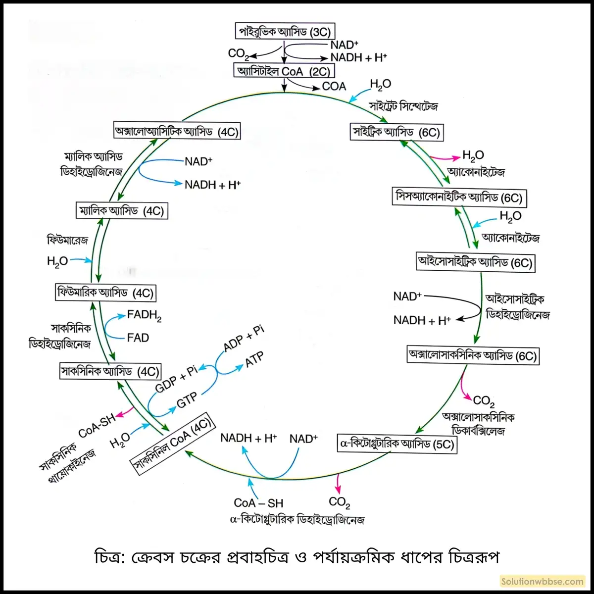 ক্রেবস চক্রের প্রবাহচিত্র ও পর্যায়ক্রমিক ধাপের চিত্ররূপ