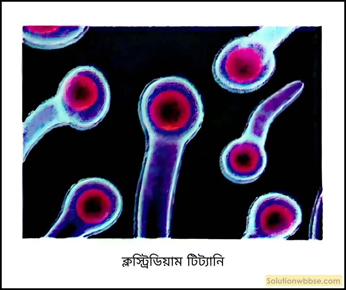 নবম শ্রেণী জীবনবিজ্ঞান - জীববিদ্যা ও মানবকল্যাণ - রচনাধর্মী প্রশ্ন ও উত্তর 10 ক্লস্ট্রিডিয়াম টিট্যানি