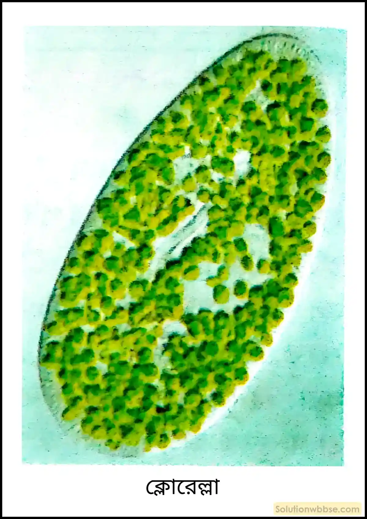 ক্লোরেল্লা