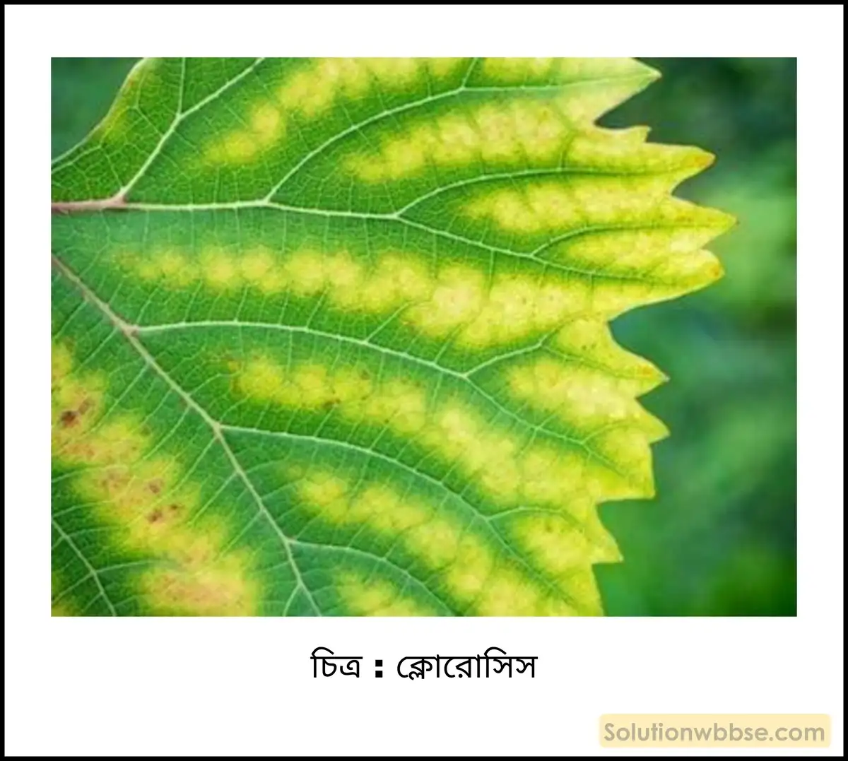 নবম শ্রেণী জীবনবিজ্ঞান - জৈবনিক প্রক্রিয়া - উদ্ভিদ শারীরবিদ্যা - খনিজ পুষ্টি - সংক্ষিপ্ত প্রশ্ন ও উত্তর 2 ক্লোরোসিস