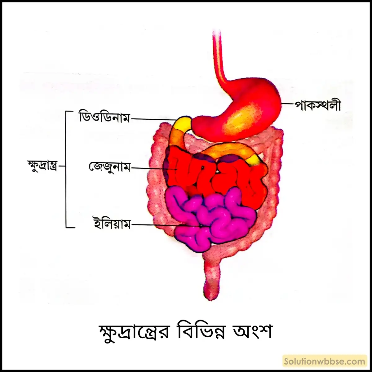 ক্ষুদ্রান্ত্রের বিভিন্ন অংশ