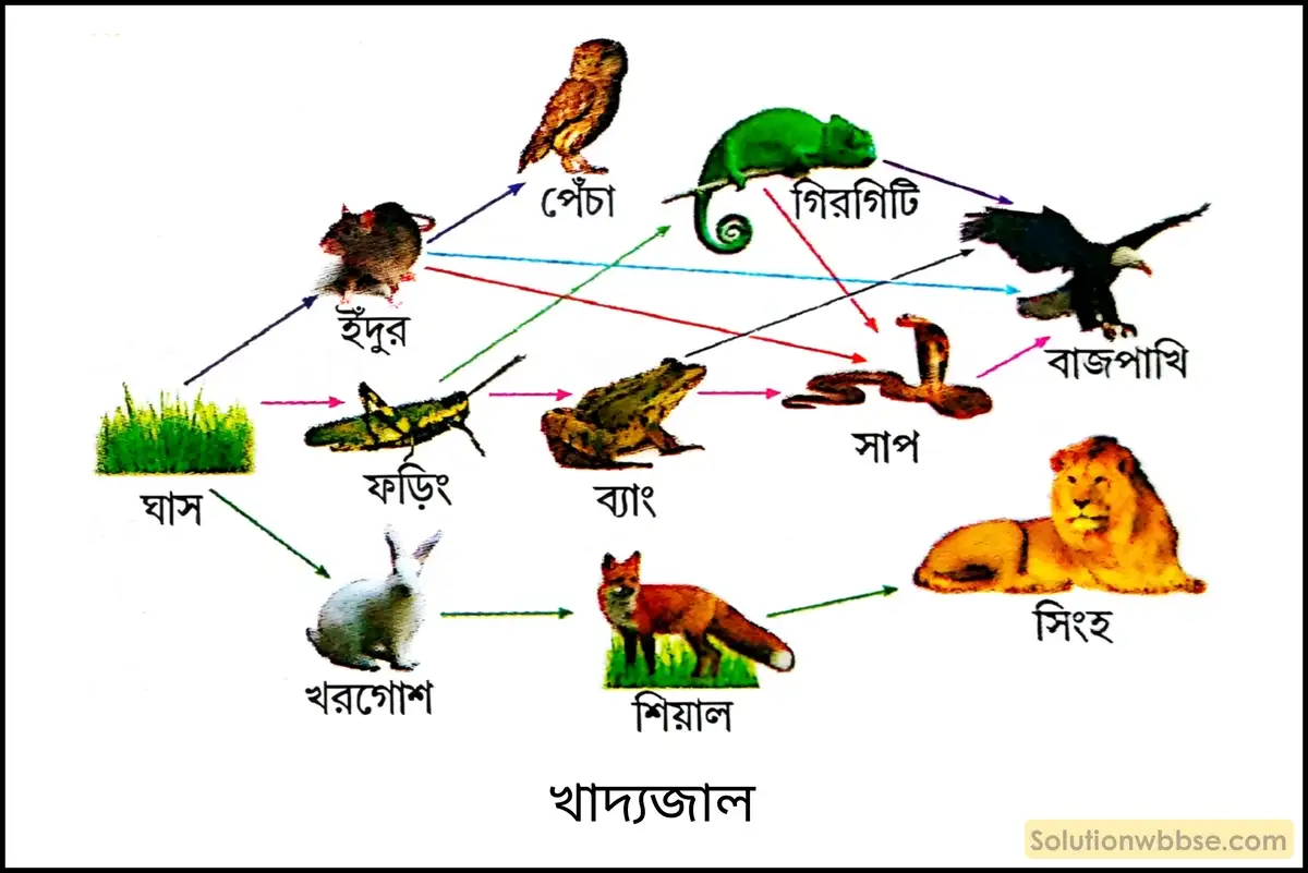 খাদ্যজাল