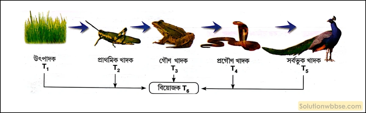 খাদ্যশৃঙ্খল
