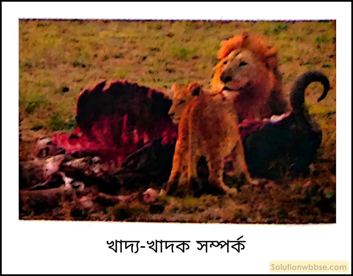 খাদ্য-খাদক সম্পর্ক