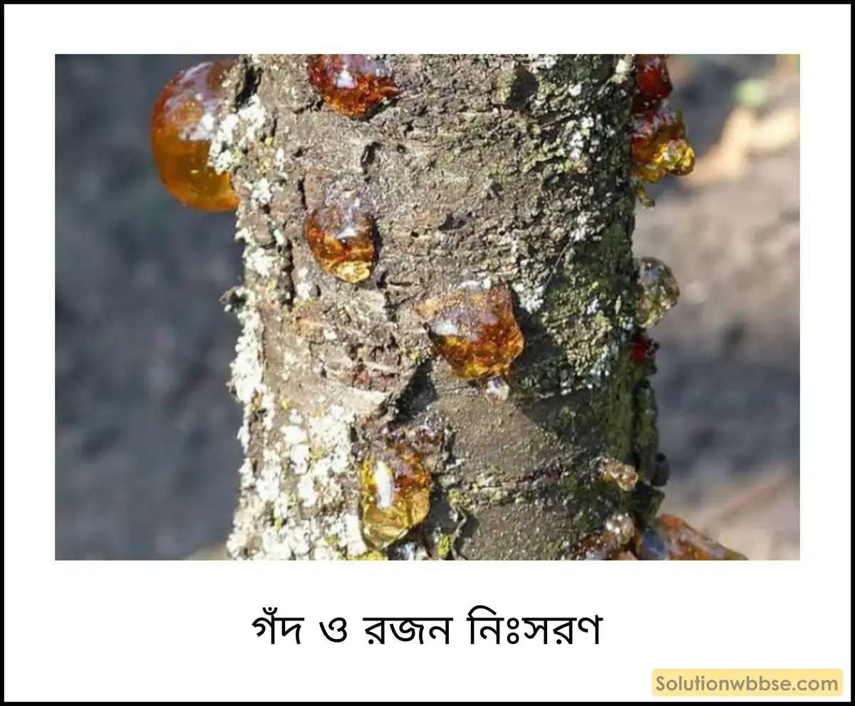 নবম শ্রেণী জীবনবিজ্ঞান - জৈবনিক প্রক্রিয়া - রেচন - রচনাধর্মী প্রশ্ন ও উত্তর 6 গঁদ ও রজন নিঃসরণ