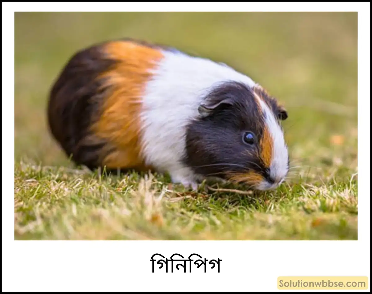 গিনিপিগ