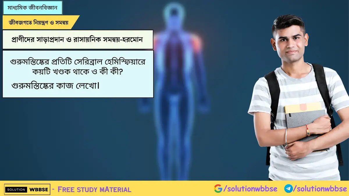 গুরুমস্তিষ্কের প্রতিটি সেরিব্রাল হেমিস্ফিয়ারে কয়টি খণ্ডক থাকে ও কী কী? গুরুমস্তিষ্কের কাজ লেখো।
