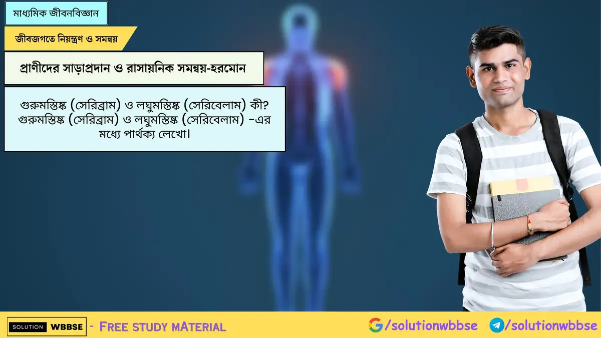 গুরুমস্তিষ্ক (সেরিব্রাম) ও লঘুমস্তিষ্ক (সেরিবেলাম) কী? গুরুমস্তিষ্ক (সেরিব্রাম) ও লঘুমস্তিষ্ক (সেরিবেলাম) -এর মধ্যে পার্থক্য লেখো।