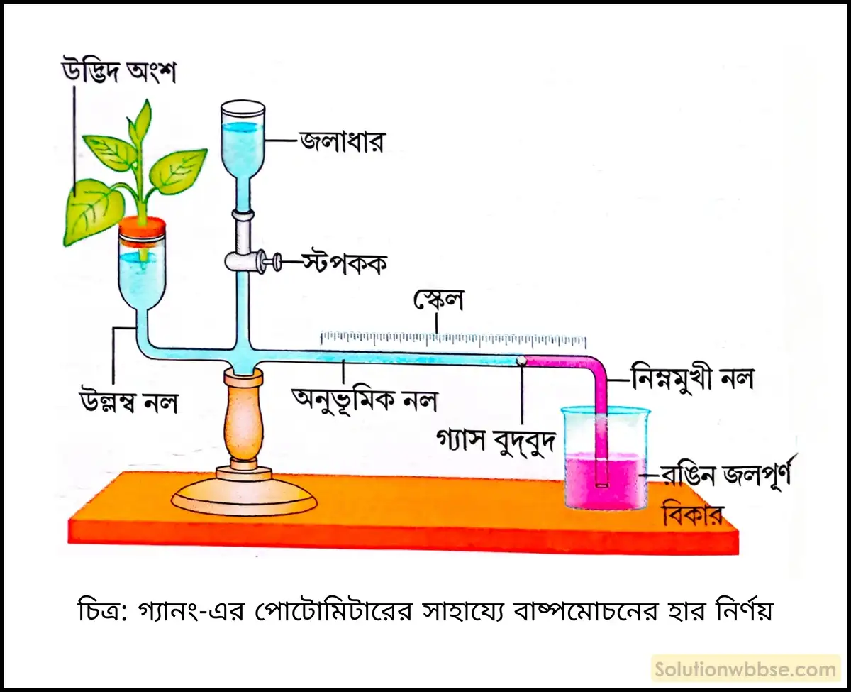 নবম শ্রেণী জীবনবিজ্ঞান - জৈবনিক প্রক্রিয়া - উদ্ভিদ শারীরবিদ্যা - বাষ্পমোচন - রচনাধর্মী প্রশ্ন ও উত্তর 8 গ্যানং-এর পোটোমিটারের সাহায্যে বাষ্পমোচনের হার নির্ণয়