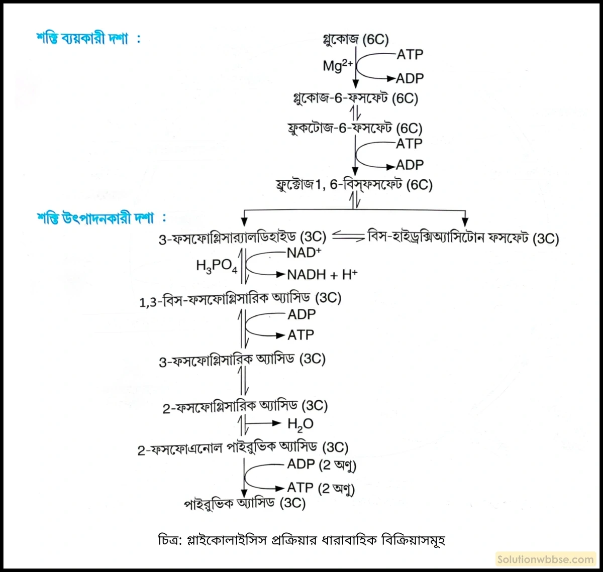 গ্লাইকোলাইসিস প্রক্রিয়ার ধারাবাহিক বিক্রিয়াসমূহ