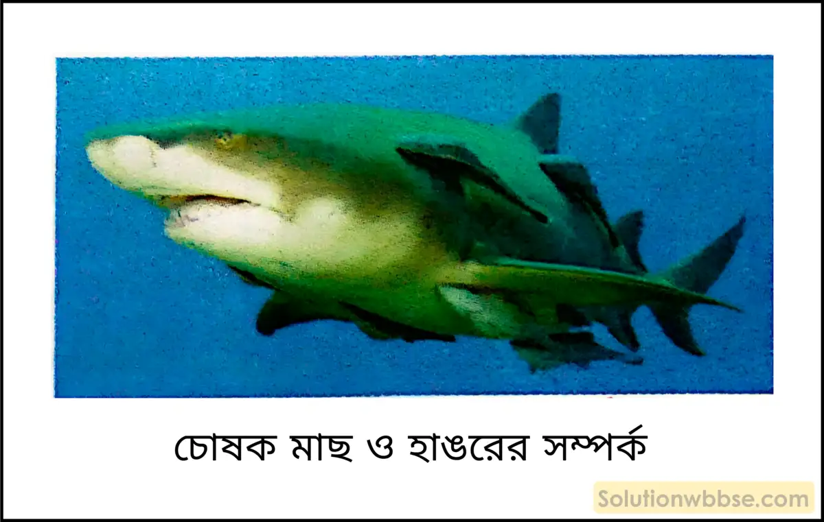চোষক মাছ ও হাঙরের সম্পর্ক