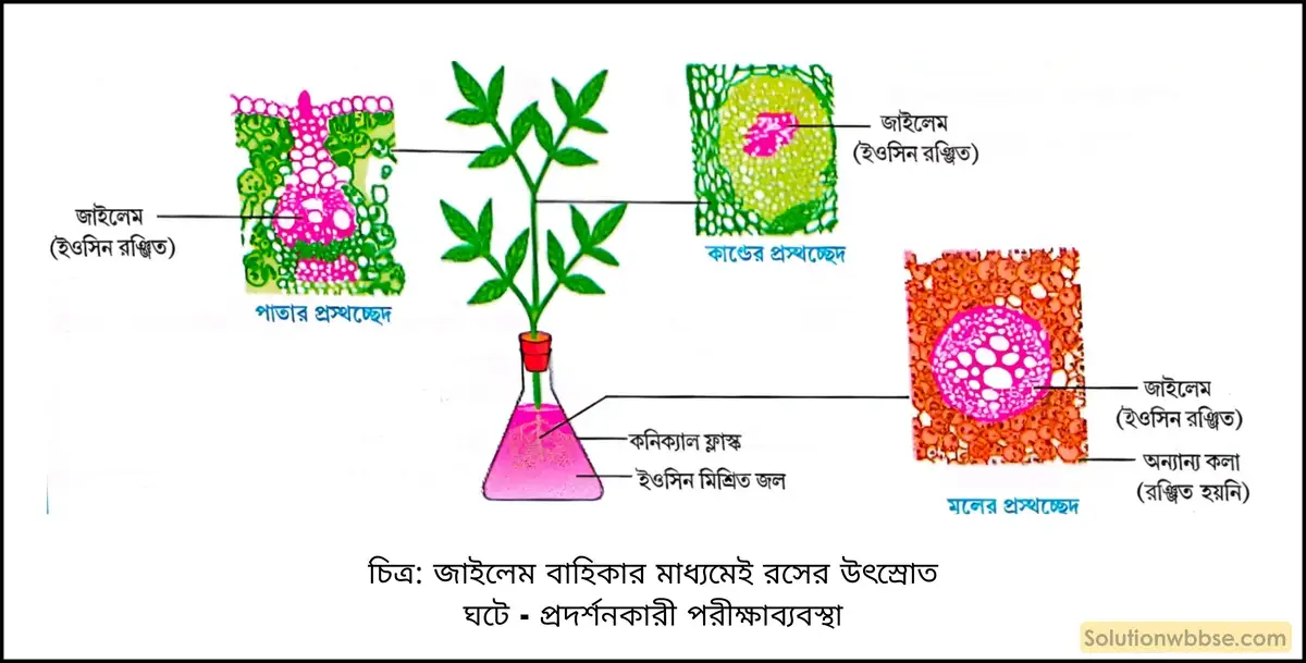 নবম শ্রেণী জীবনবিজ্ঞান - জৈবনিক প্রক্রিয়া - উদ্ভিদ শারীরবিদ্যা - জল, খনিজ পদার্থ, খাদ্য ও গ্যাসের পরিবহণ - রচনাধর্মী প্রশ্ন ও উত্তর 8 জাইলেম বাহিকার মাধ্যমেই রসের উৎস্রোত ঘটে - প্রদর্শনকারী পরীক্ষাব্যবস্থা