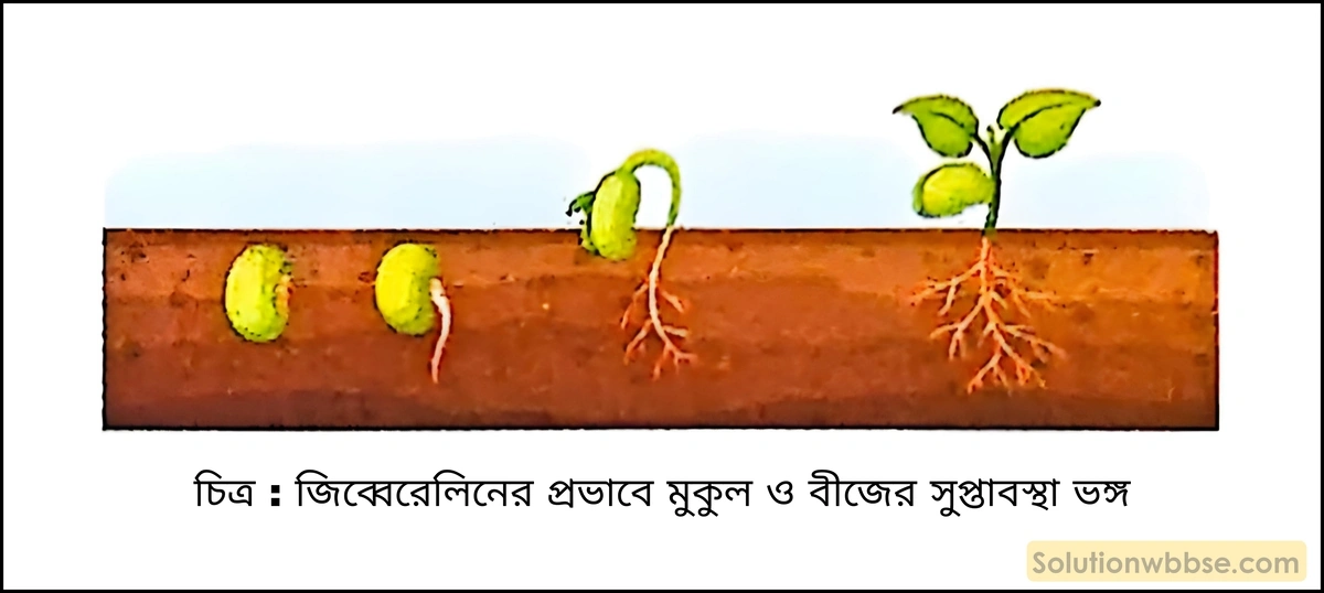 জিব্বেরেলিনের প্রভাবে মুকুল ও বীজের সুপ্তাবস্থা ভঙ্গ