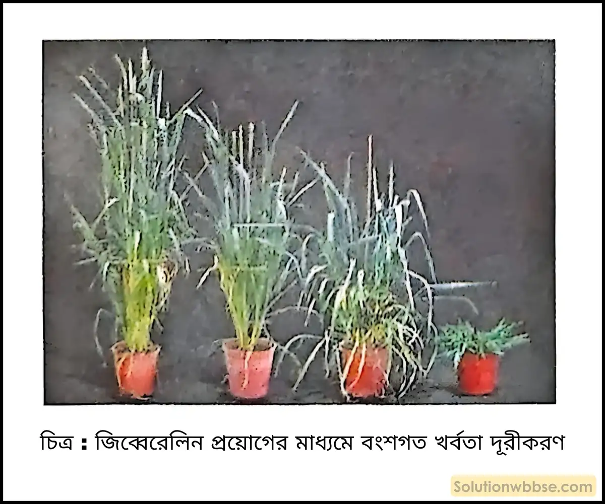 জিব্বেরেলিন প্রয়োগের মাধ্যমে বংশগত খর্বতা দূরীকরণ