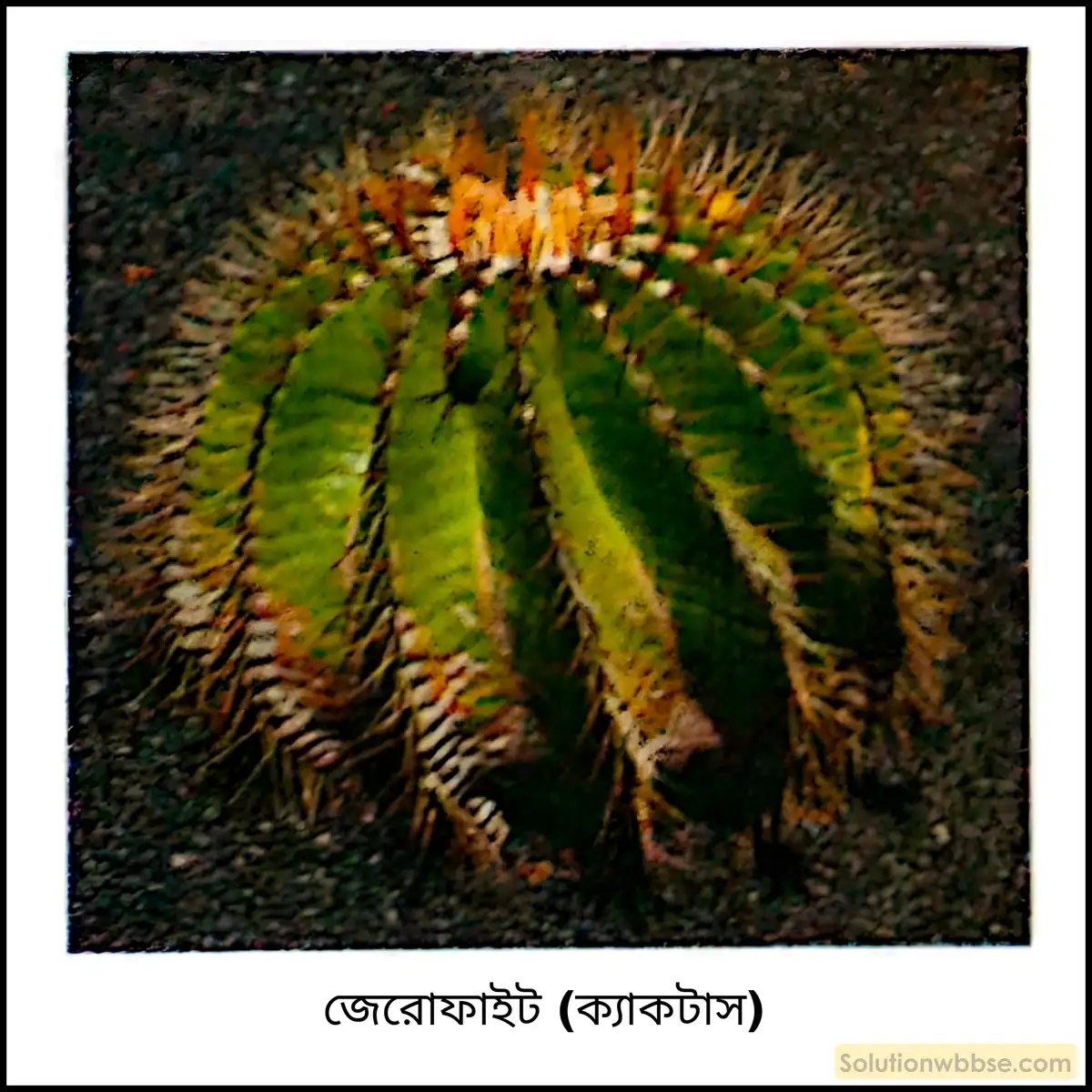 জেরোফাইট (ক্যাকটাস)