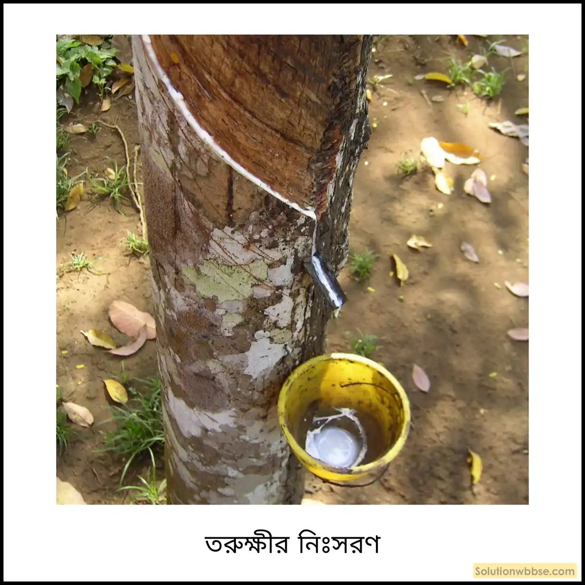 নবম শ্রেণী জীবনবিজ্ঞান - জৈবনিক প্রক্রিয়া - রেচন - রচনাধর্মী প্রশ্ন ও উত্তর 5 তরুক্ষীর নিঃসরণ