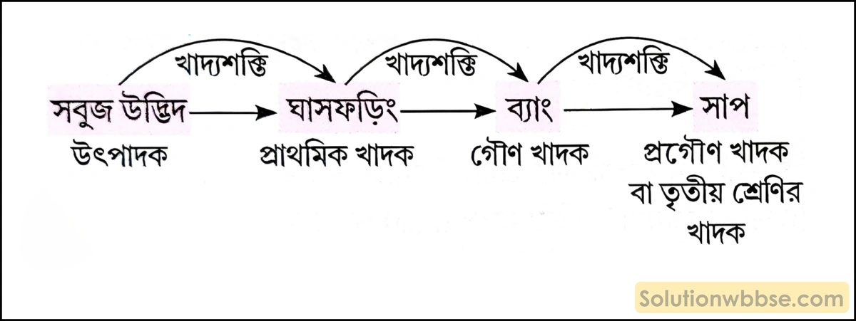 তৃণভূমির খাদ্যশৃঙ্খল