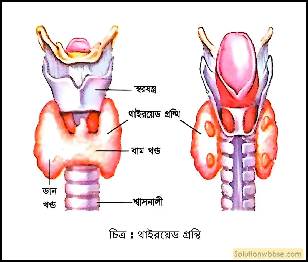 মানবদেহের ক্যালোরিজেনিক হরমোনটির নাম এবং উৎস লেখো। এই হরমোনটির কাজের বিবরণ সংক্ষেপে লেখো। 2 থাইরয়েড গ্রন্থি