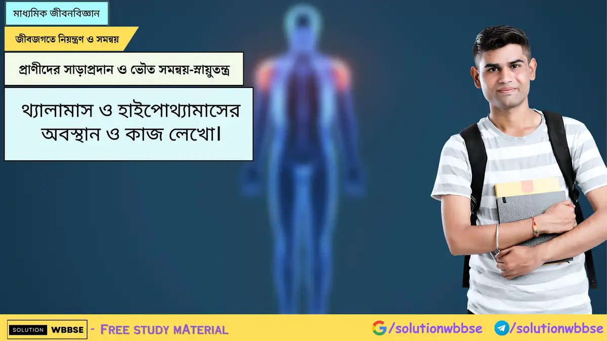থ্যালামাস ও হাইপোথ্যামাসের অবস্থান ও কাজ লেখো। 1 থ্যালামাস ও হাইপোথ্যামাসের অবস্থান ও কাজ লেখো।