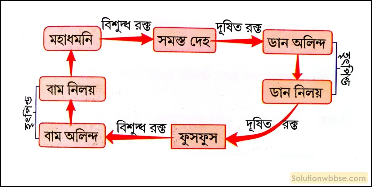 নবম শ্রেণী জীবনবিজ্ঞান - জৈবনিক প্রক্রিয়া - সংবহন - সংক্ষিপ্ত প্রশ্ন ও উত্তর 3 দ্বিচক্রী রক্তসংবহনের শব্দচিত্র