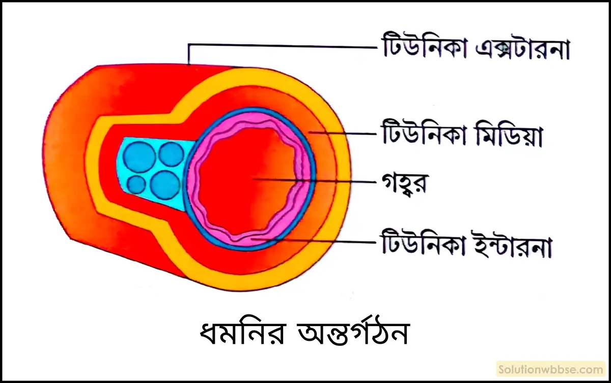 নবম শ্রেণী জীবনবিজ্ঞান - জৈবনিক প্রক্রিয়া - সংবহন - সংক্ষিপ্ত প্রশ্ন ও উত্তর 16 ধমনির অন্তর্গঠন