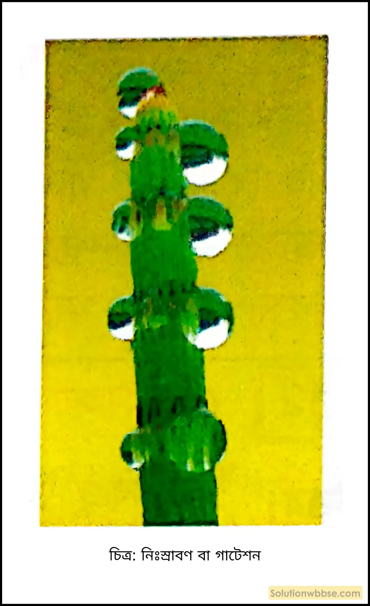 নবম শ্রেণী জীবনবিজ্ঞান - জৈবনিক প্রক্রিয়া - উদ্ভিদ শারীরবিদ্যা - বাষ্পমোচন - সংক্ষিপ্ত প্রশ্ন ও উত্তর 4 নিঃস্রাবণ বা গাটেশন