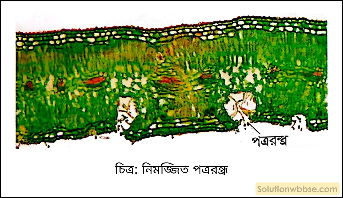 নবম শ্রেণী জীবনবিজ্ঞান - জৈবনিক প্রক্রিয়া - উদ্ভিদ শারীরবিদ্যা - বাষ্পমোচন - সংক্ষিপ্ত প্রশ্ন ও উত্তর 5 নিমজ্জিত পত্ররন্ধ্র
