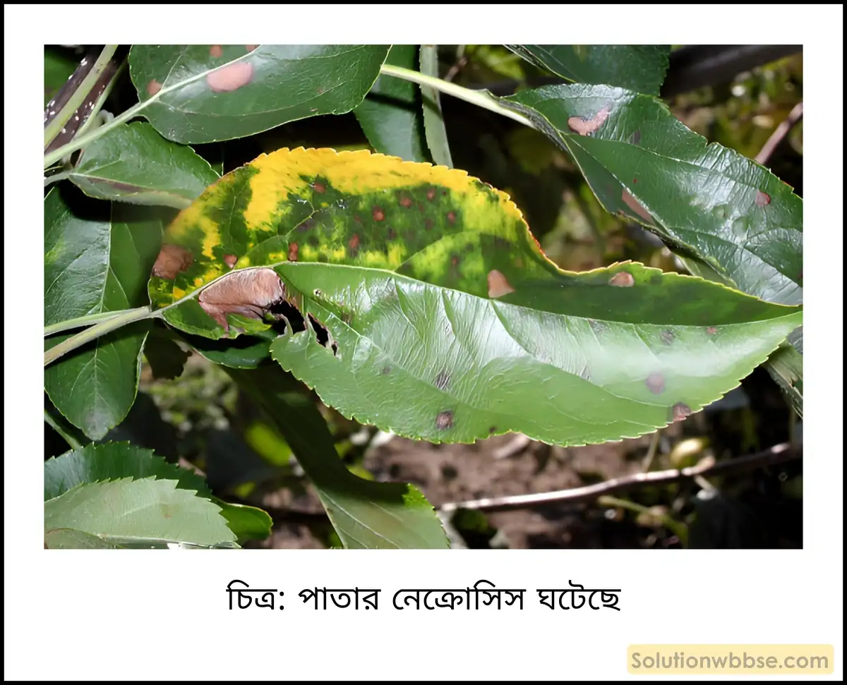 নবম শ্রেণী জীবনবিজ্ঞান - জৈবনিক প্রক্রিয়া - উদ্ভিদ শারীরবিদ্যা - খনিজ পুষ্টি - সংক্ষিপ্ত প্রশ্ন ও উত্তর 3 নেক্রোসিস
