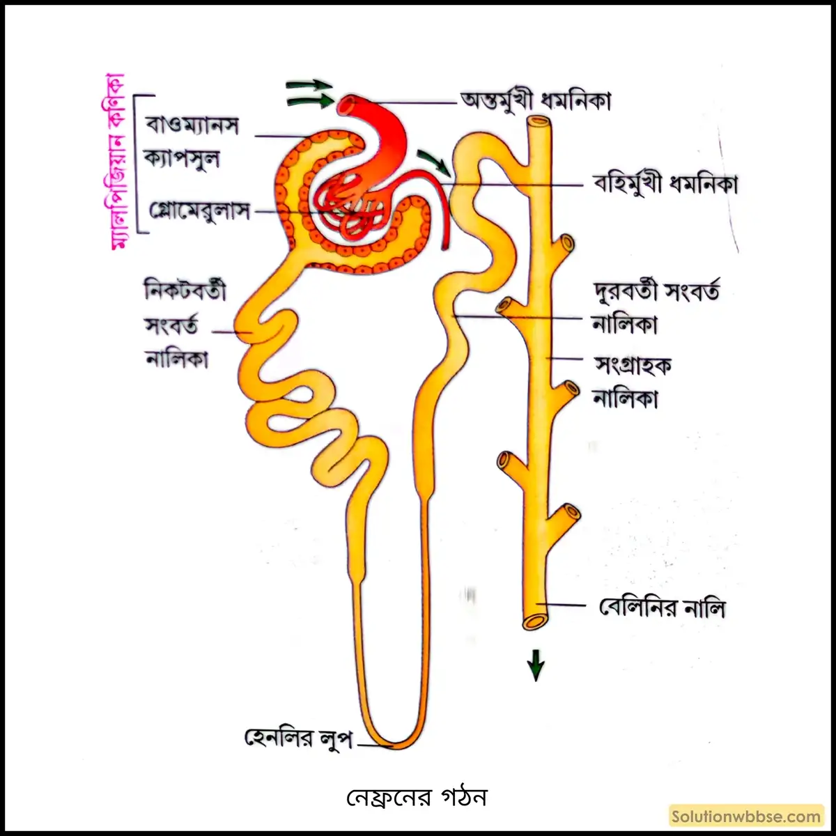 নবম শ্রেণী জীবনবিজ্ঞান - জৈবনিক প্রক্রিয়া - রেচন - রচনাধর্মী প্রশ্ন ও উত্তর 10 নেফ্রনের গঠন