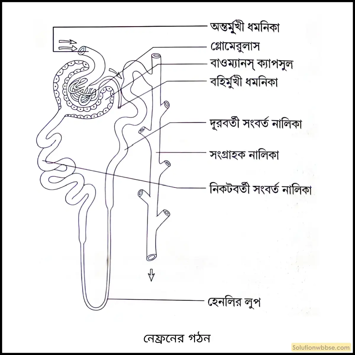 নেফ্রনের গঠন