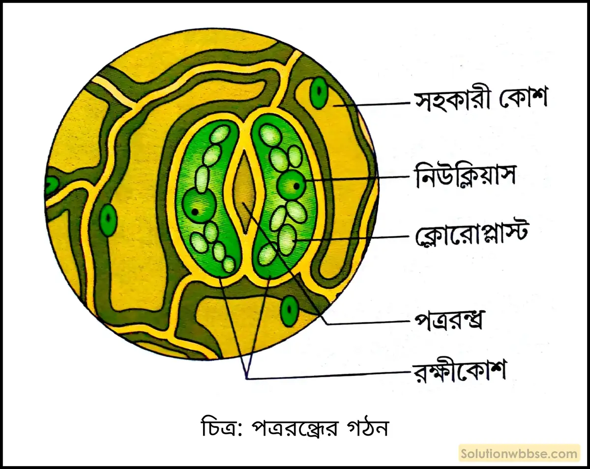 নবম শ্রেণী জীবনবিজ্ঞান - জৈবনিক প্রক্রিয়া - উদ্ভিদ শারীরবিদ্যা - বাষ্পমোচন - রচনাধর্মী প্রশ্ন ও উত্তর 2 পত্ররন্ধ্রের গঠন