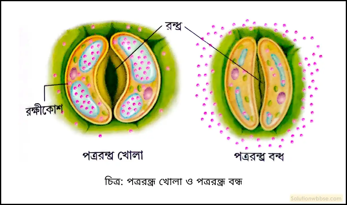 নবম শ্রেণী জীবনবিজ্ঞান - জৈবনিক প্রক্রিয়া - উদ্ভিদ শারীরবিদ্যা - বাষ্পমোচন - রচনাধর্মী প্রশ্ন ও উত্তর 6 পত্ররন্ধ্র খোলা ও পত্ররন্ধ্র বন্ধ