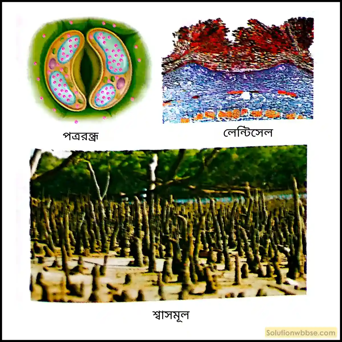 পত্ররন্ধ্র, লেন্টিসেল ও শ্বাসমূল 