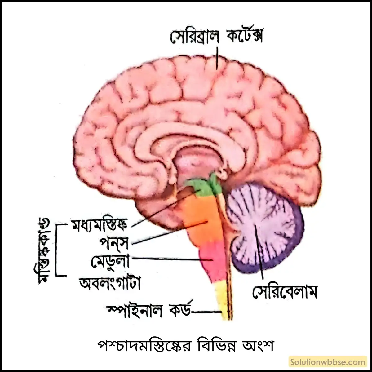 পনস, লঘুমস্তিষ্ক ও সুষুম্নাশীর্ষকের কাজ উল্লেখ করো। 2 পশ্চাদমস্তিষ্কের বিভিন্ন অংশ