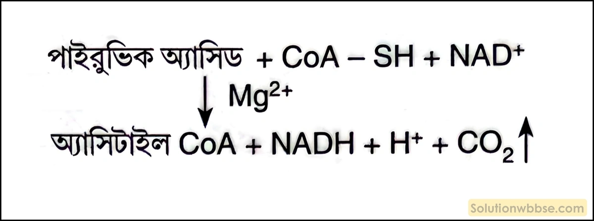 পাইরুভিক অ্যাসিডের জারণ