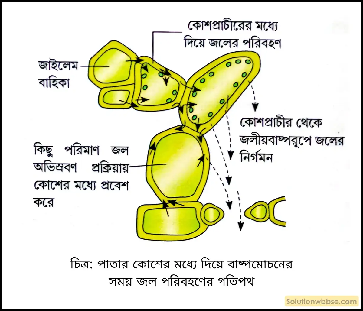 নবম শ্রেণী জীবনবিজ্ঞান - জৈবনিক প্রক্রিয়া - উদ্ভিদ শারীরবিদ্যা - বাষ্পমোচন - রচনাধর্মী প্রশ্ন ও উত্তর 5 পাতার কোশের মধ্যে দিয়ে বাষ্পমোচনের সময় জল পরিবহণের গতিপথ
