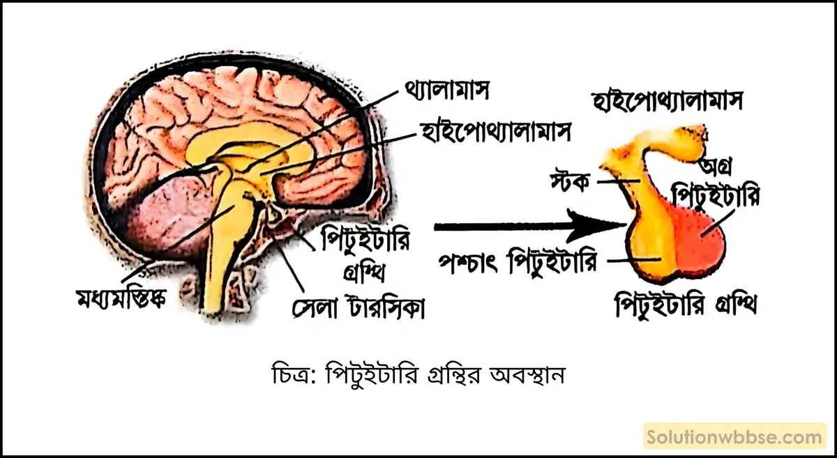 পিটুইটারি গ্রন্থির অবস্থান