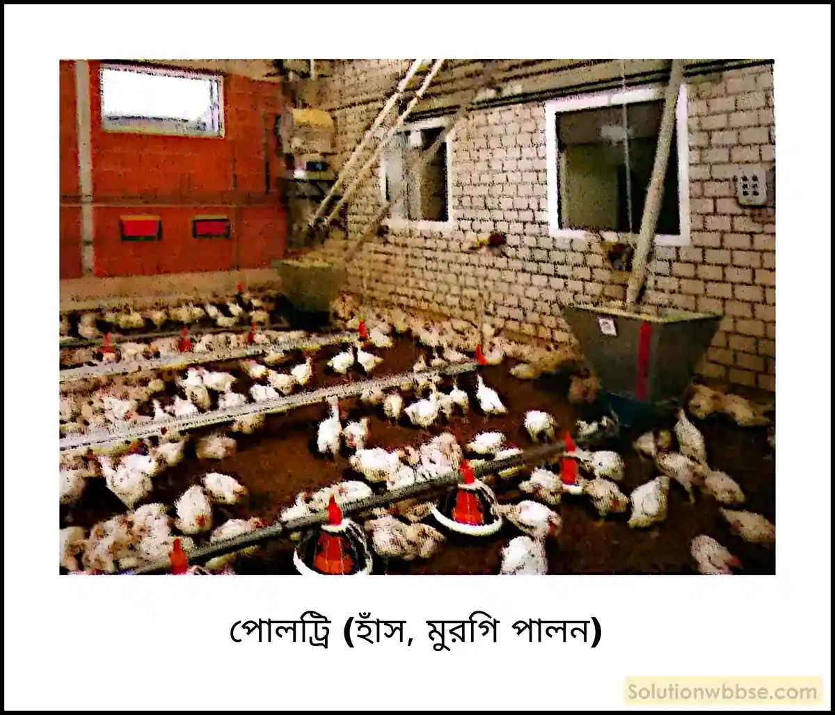 পোলট্রি (হাঁস, মুরগি পালন)