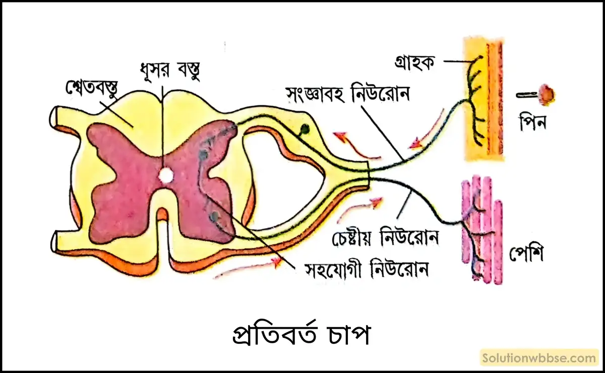 চিত্রসহ প্রতিবর্ত চাপের বর্ণনা দাও। 2 প্রতিবর্ত চাপ