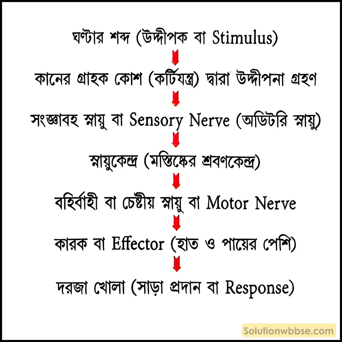 স্নায়ুতন্ত্রের উপাদান ও স্নায়ুপথের চিত্র 2 প্রাণীদের উদ্দীপনায় সাড়া প্রদানের স্নায়ুপথ