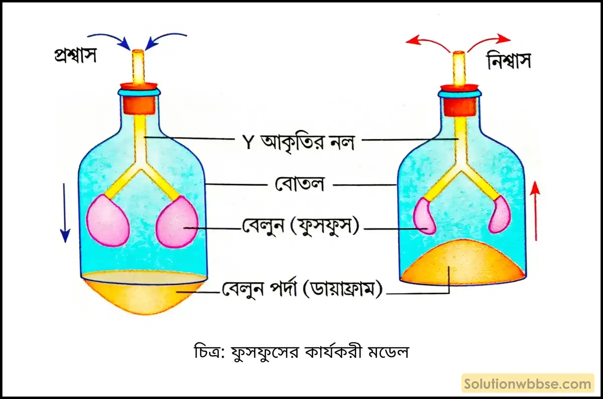 ফুসফুসের কার্যকরী মডেল