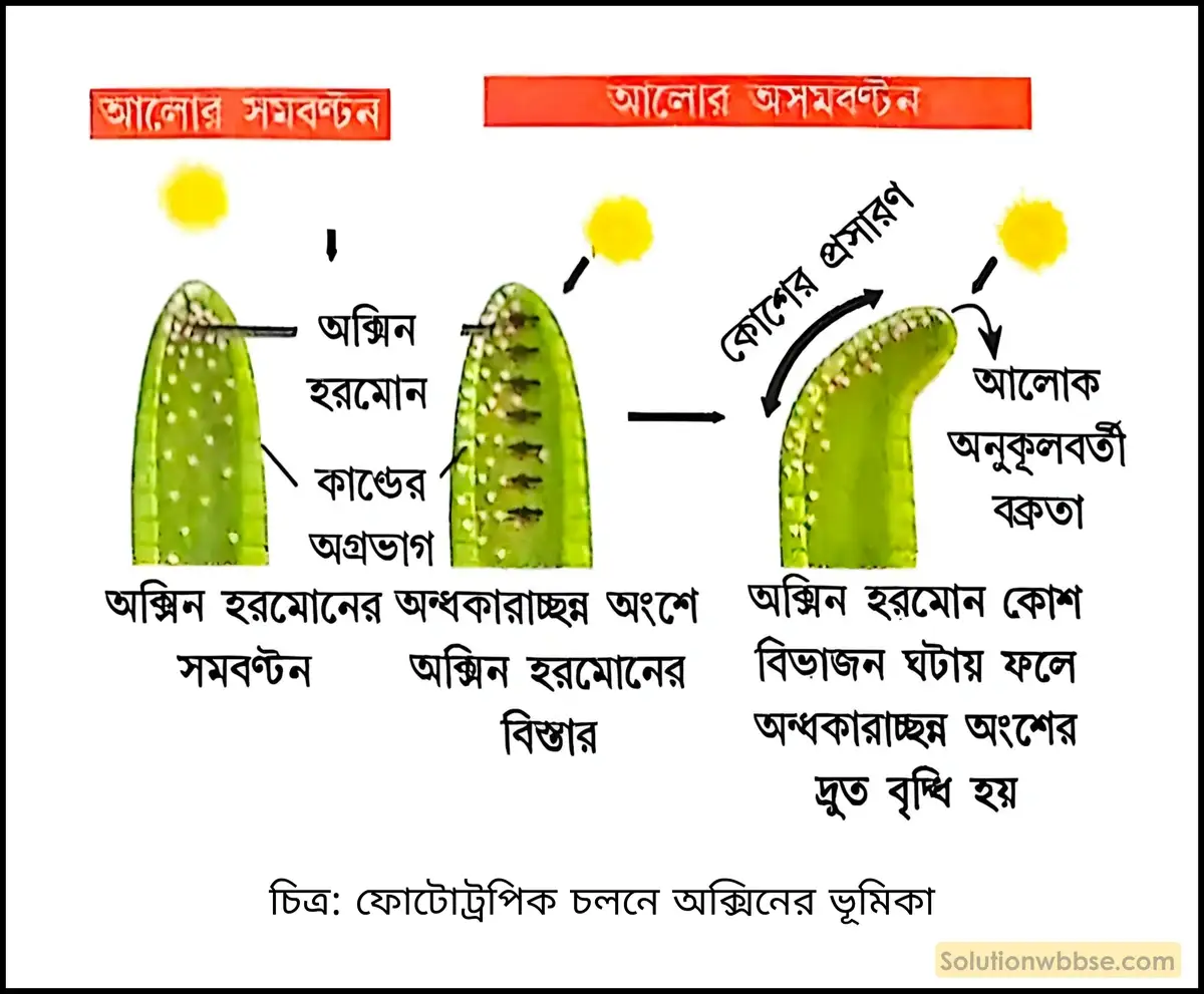 ফোটোট্রপিক চলনে অক্সিনের ভূমিকা