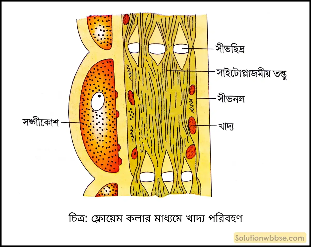 নবম শ্রেণী জীবনবিজ্ঞান - জৈবনিক প্রক্রিয়া - উদ্ভিদ শারীরবিদ্যা - জল, খনিজ পদার্থ, খাদ্য ও গ্যাসের পরিবহণ - রচনাধর্মী প্রশ্ন ও উত্তর 9 ফ্লোয়েম কলার মাধ্যমে খাদ্য পরিবহণ