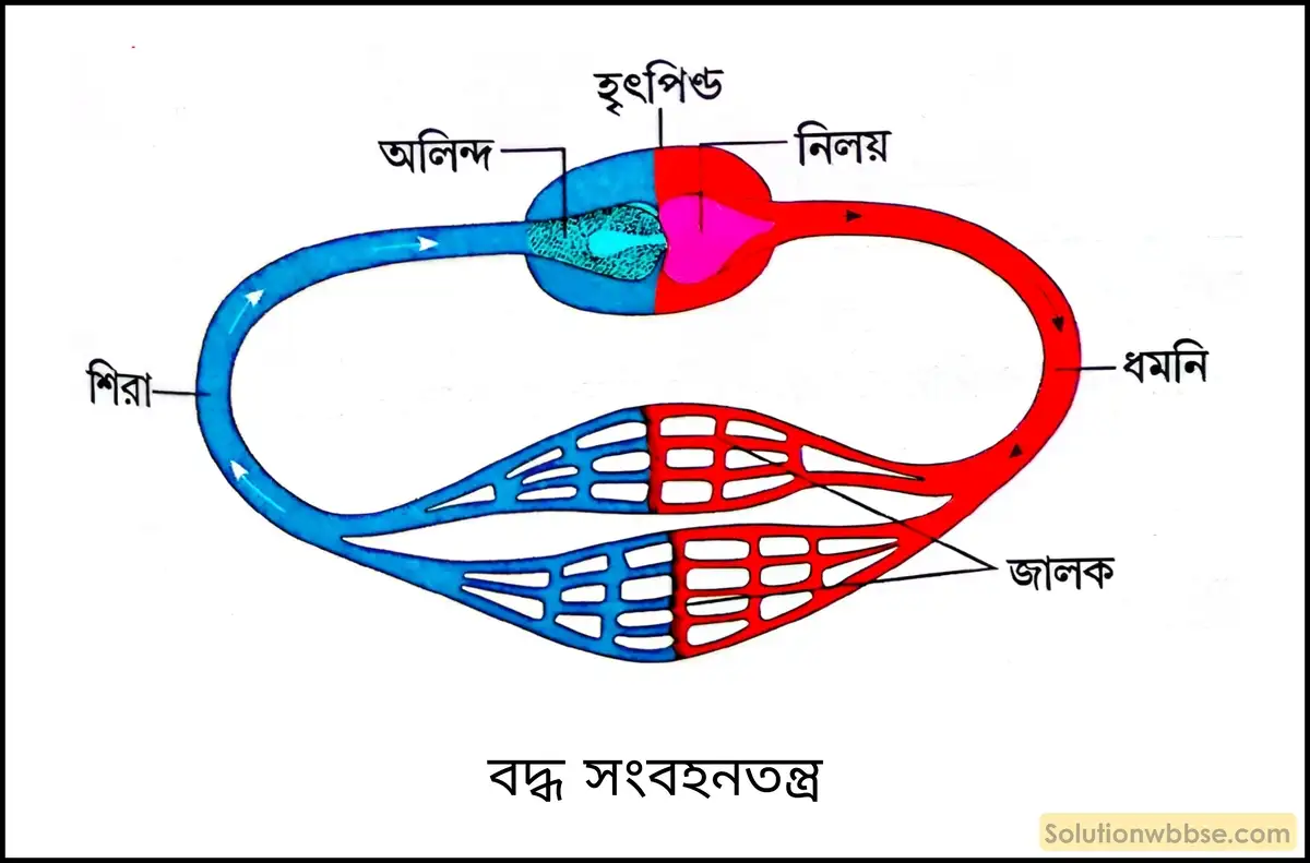 বদ্ধ সংবহনতন্ত্র