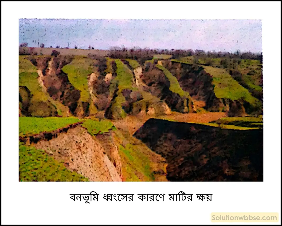 বনভূমি ধ্বংসের কারণে মাটির ক্ষয়