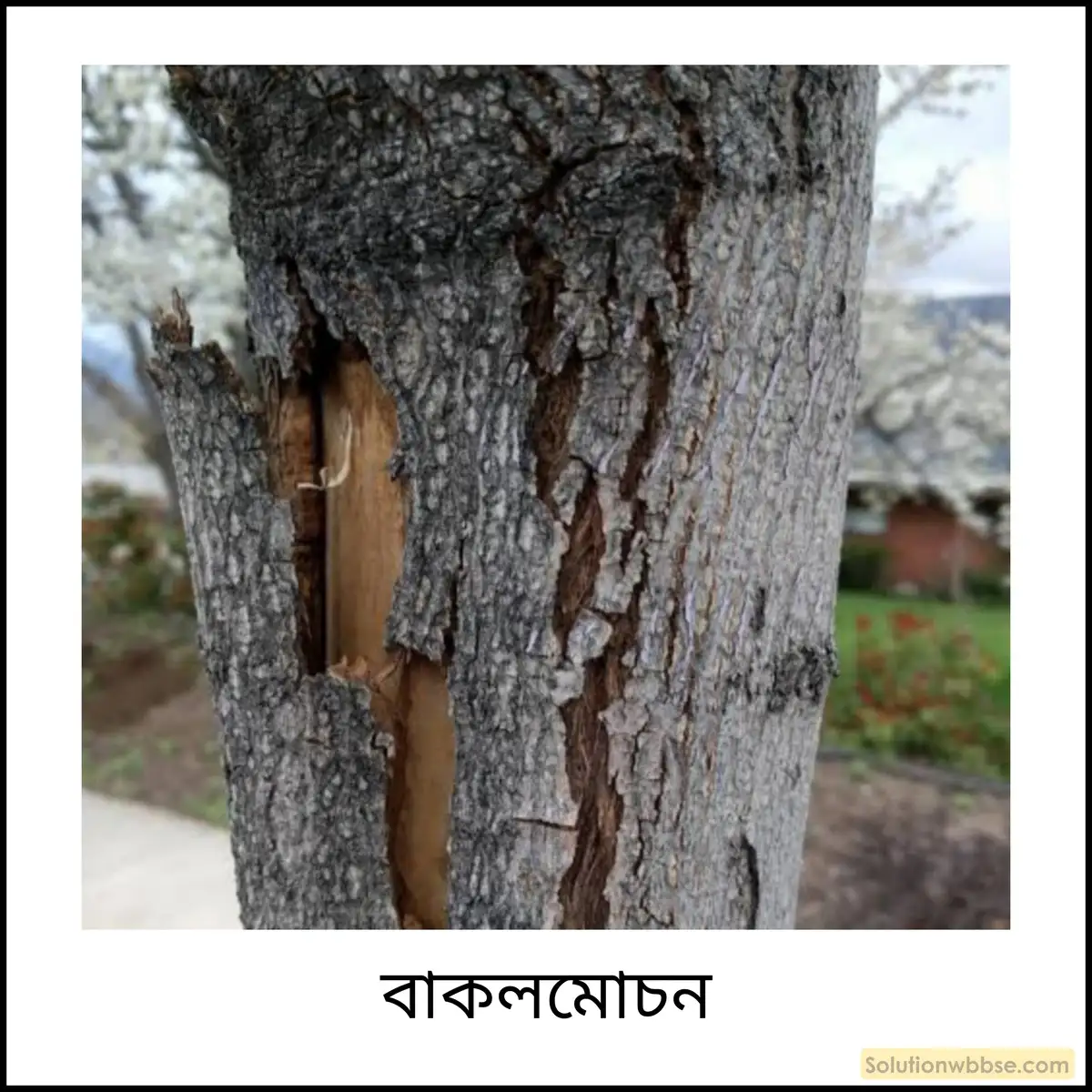 নবম শ্রেণী জীবনবিজ্ঞান - জৈবনিক প্রক্রিয়া - রেচন - রচনাধর্মী প্রশ্ন ও উত্তর 3 বাকলমোচন