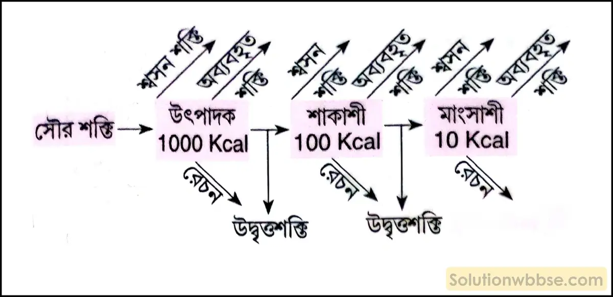 বাস্তুতন্ত্রে শক্তিপ্রবাহ তিনটি পর্যায়