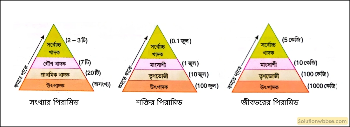 বাস্তুতান্ত্রিক পিরামিডের প্রকারভেদ