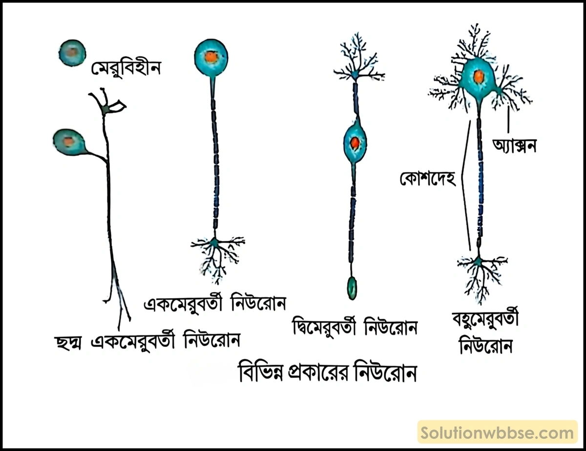 গঠনগত পার্থক্যের ভিত্তিতে নিউরোনের শ্রেণিবিন্যাস করো। 2 বিভিন্ন প্রকারের নিউরোন চিত্র